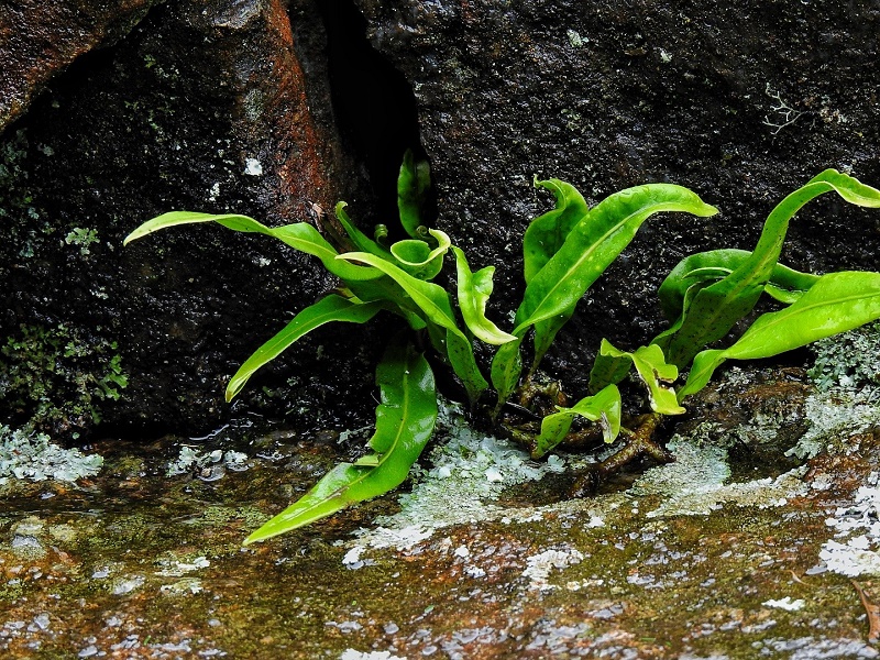 Pyrrosia subfurfuracea